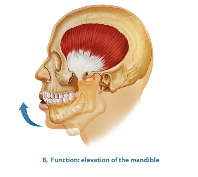 I will do all medical, dental and scientific illustrations for you